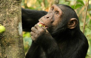 scimpanze lorenzo rossi