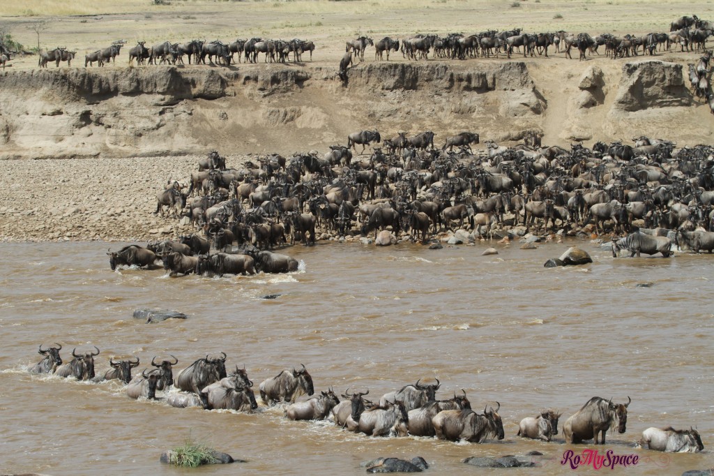 serengeti np_migration_carrie (882)