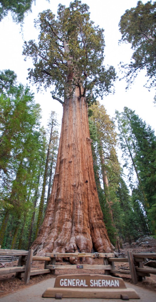 General Sherman Tree