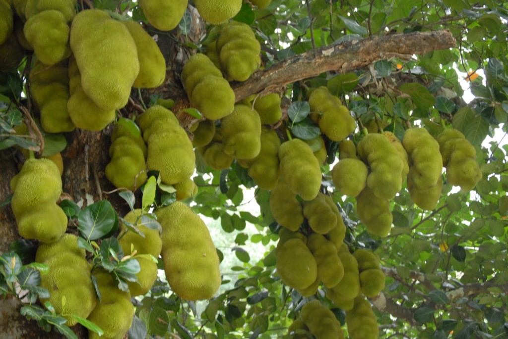 Jackfruits