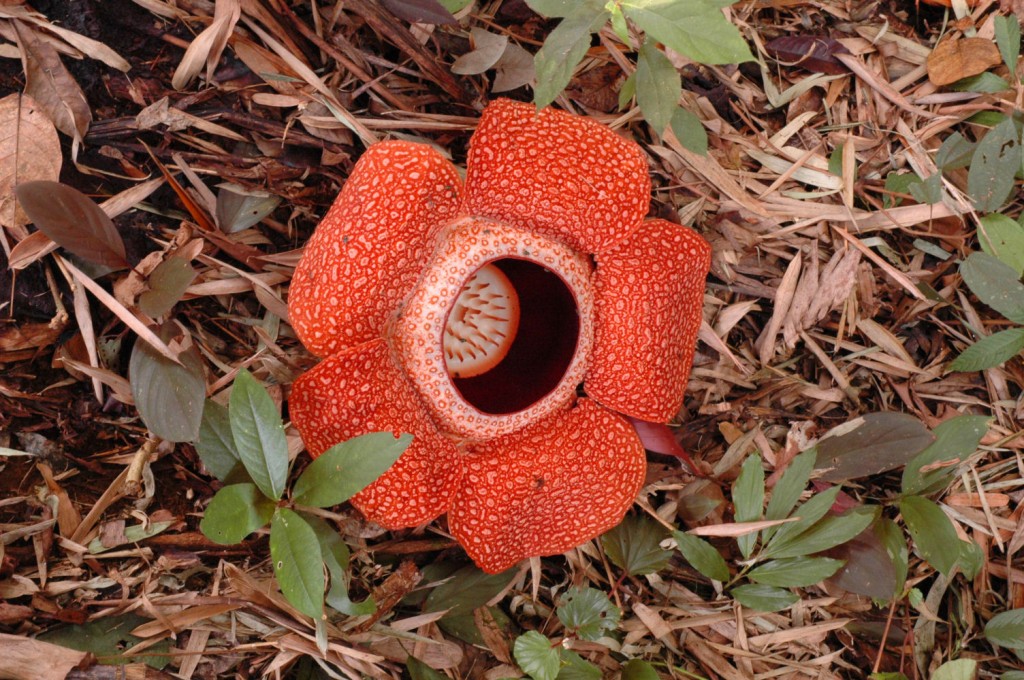 rafflesia 2