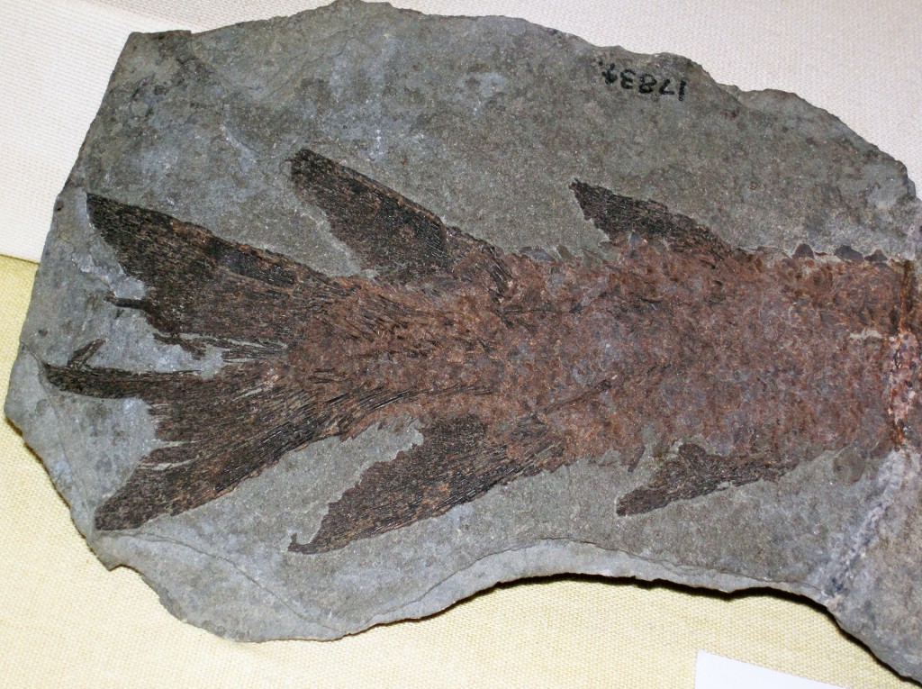 fossil James St. John