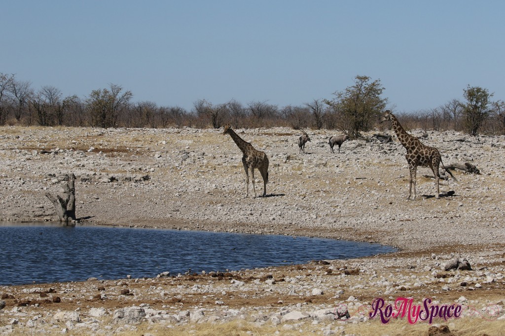 etosha giraffe