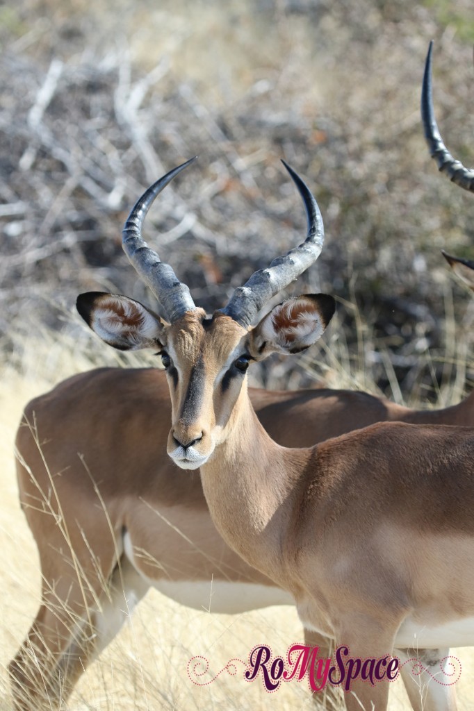 etosha impala muso nero