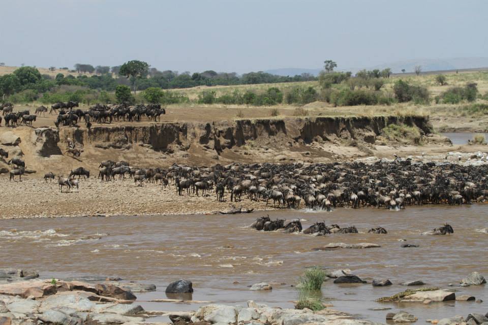 serengeti, fiume mara, crossing, grande migrazione