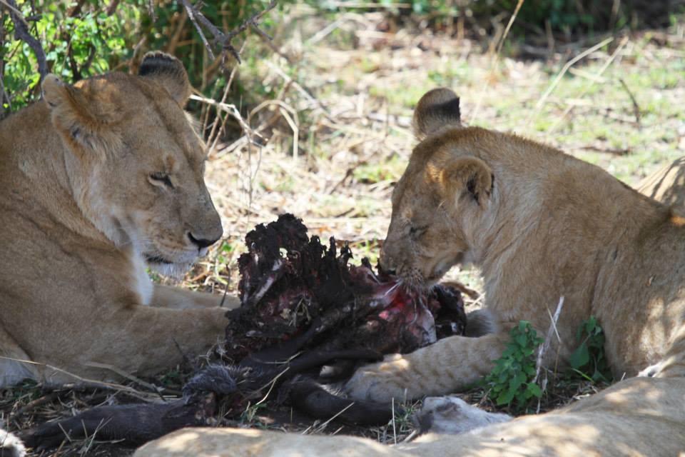 leoni serengeti