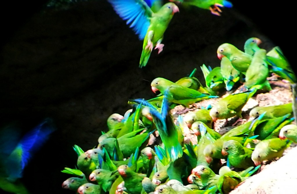 Yasunì pappagalli