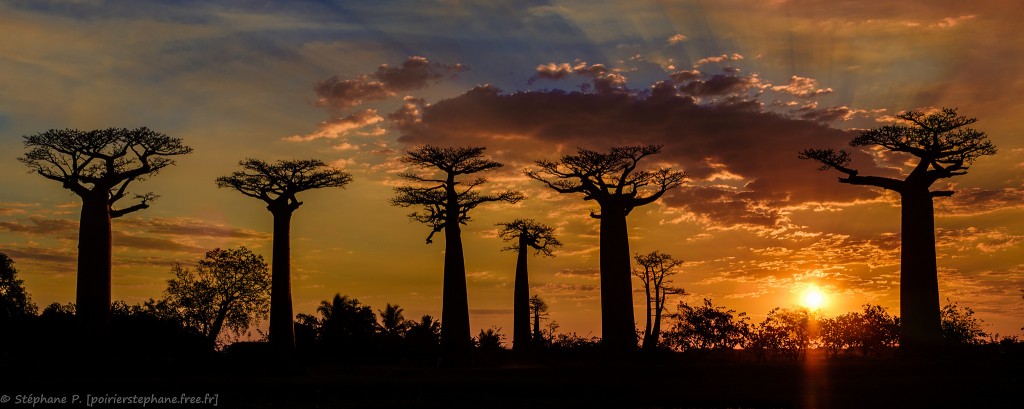 baobab madagascar