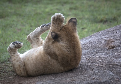 safari in tanzania, leone