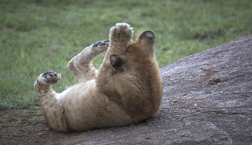 safari in tanzania, leone