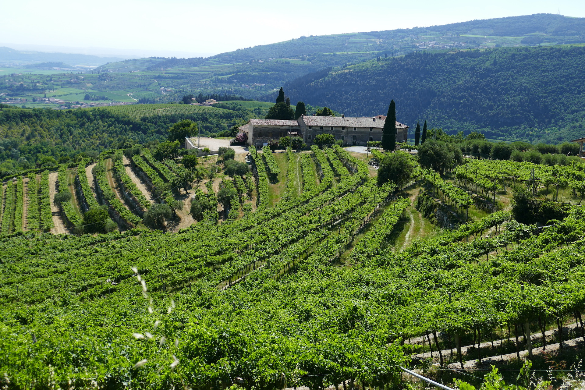 i vini della Valpolicella