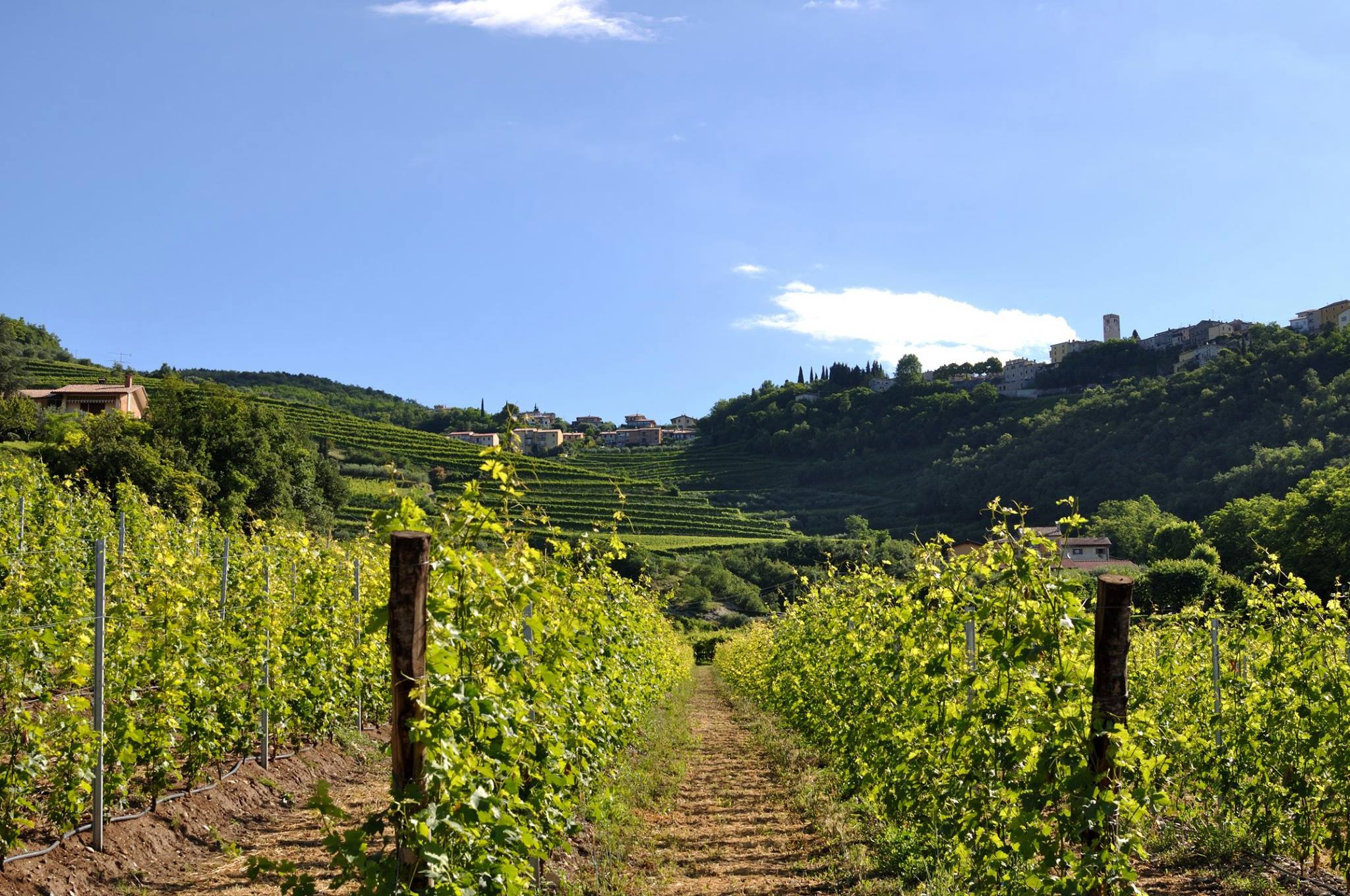 valpolicella