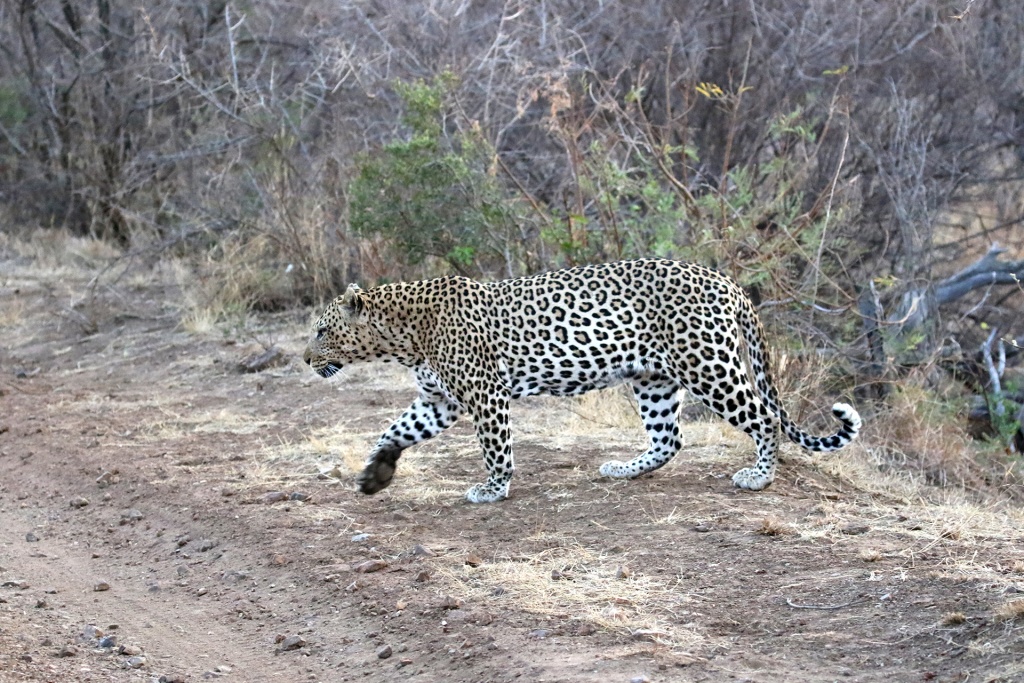 Madikwe in Sudafrica