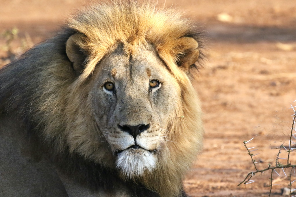 Madikwe in Sudafrica