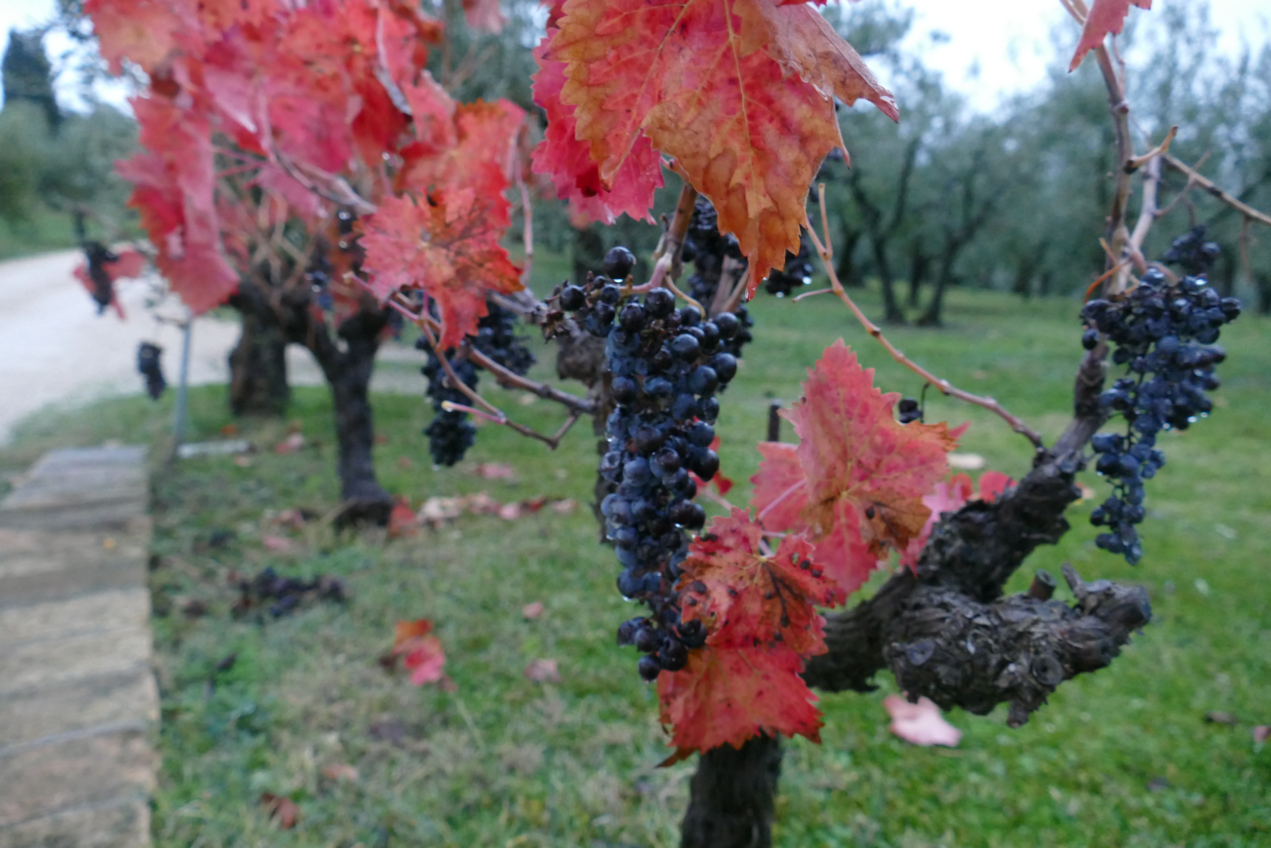 Tre cantine a Montefalco