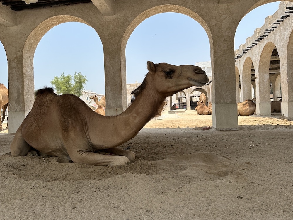 souq waqif camel
